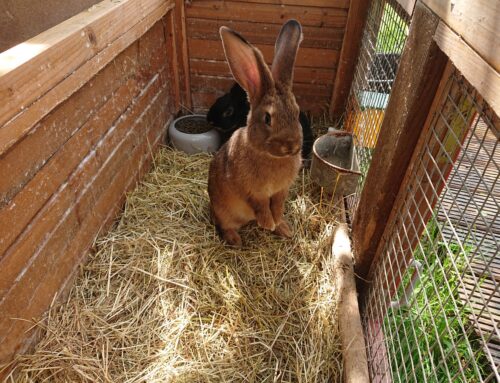 Kaninchen auf dem Ferienhof Jansen